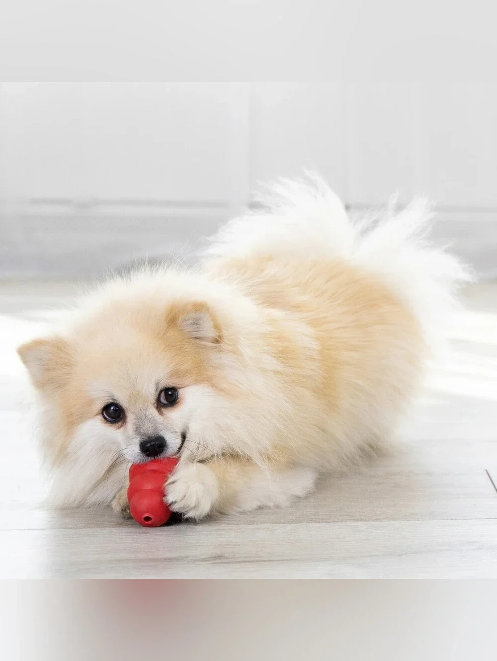 KONG Classic Dog Toy, Small